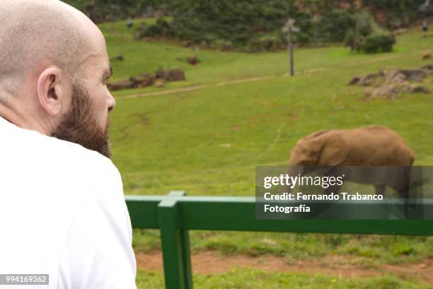 man looking at an elephant on safari - fernando trabanco ストックフォトと画像