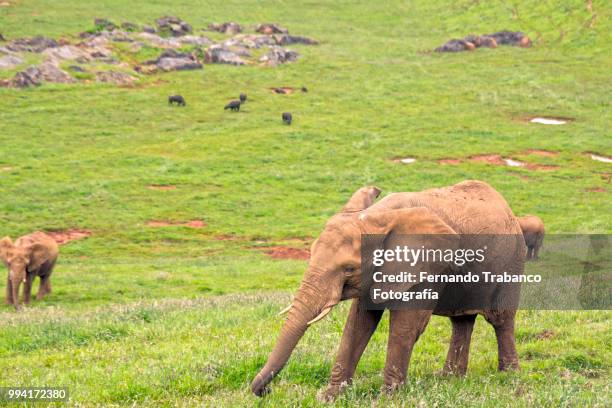 happy elephants in a meadow - fernando trabanco ストックフォトと画像