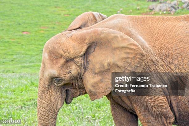 happy elephant - fernando trabanco ストックフォトと画像