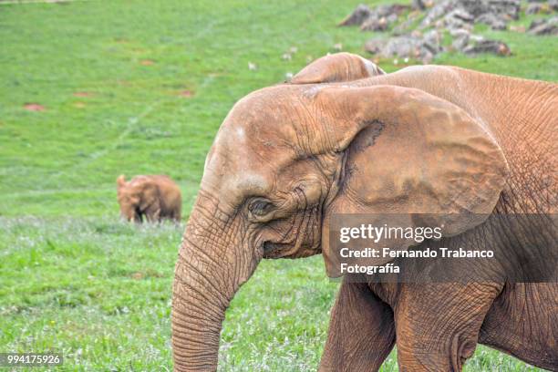 happy elephants in a meadow - fernando trabanco stock pictures, royalty-free photos & images