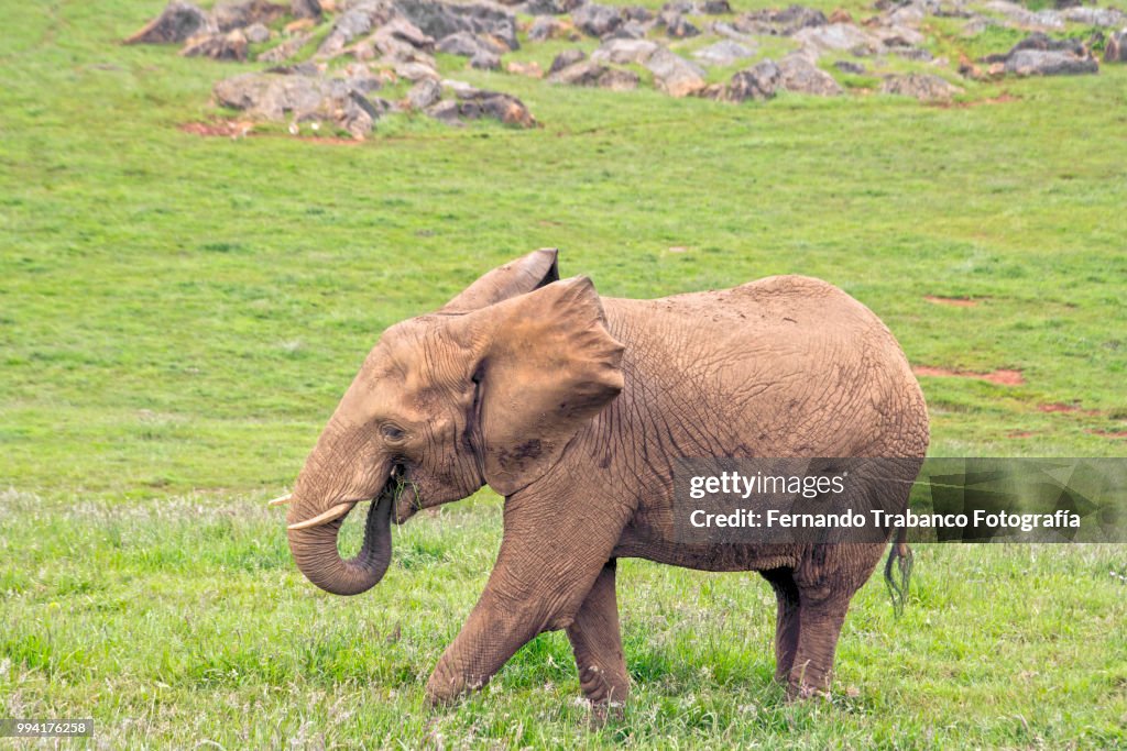 Elephant eating