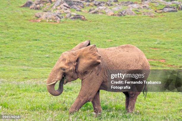 elephant eating - fernando trabanco stock pictures, royalty-free photos & images