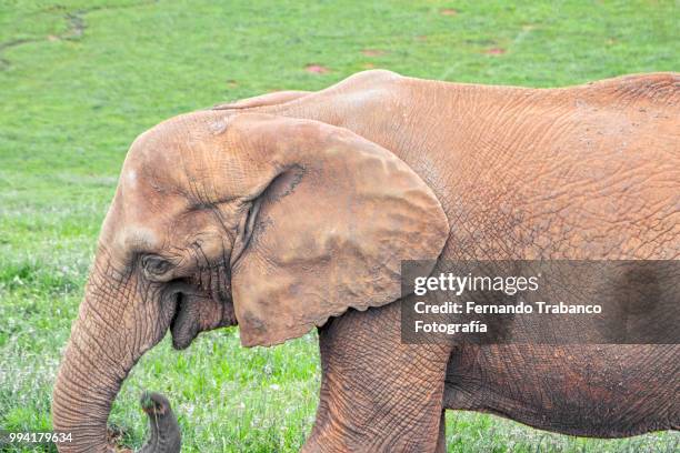 elephant smiling - fernando trabanco ストックフォトと画像