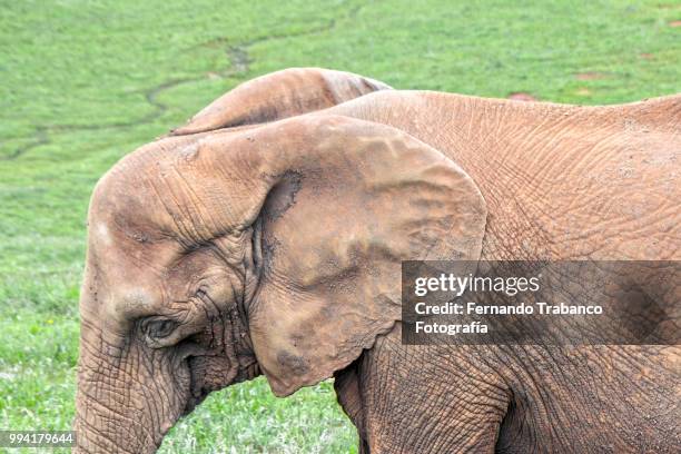 elephant smiling - fernando trabanco ストックフォトと画像