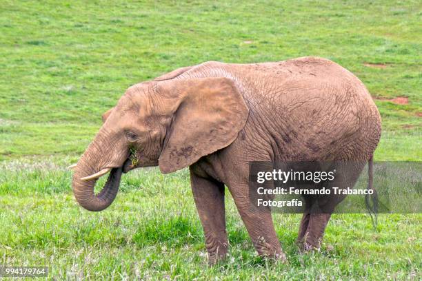 elephant eating - fotografía stock pictures, royalty-free photos & images