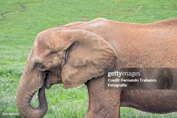 elephant eating - fotografía stock pictures, royalty-free photos & images