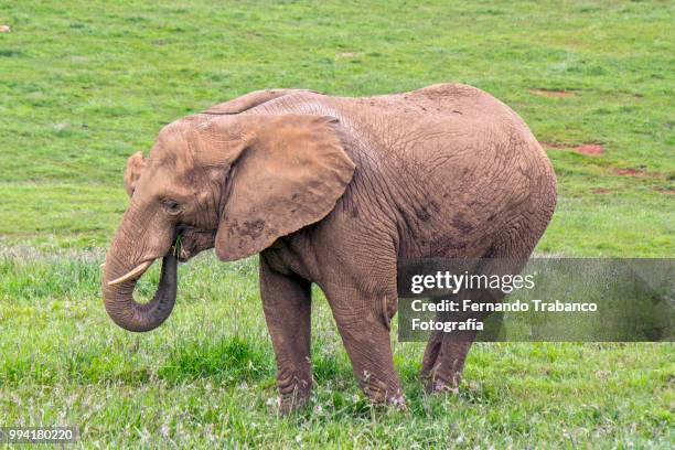 elephant eating - fernando trabanco ストックフォトと画像