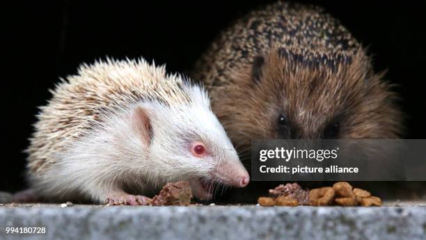 An albino hedgehog with white spikes and red eyes can be seen next to its mother on the ground in a garden in Binzwangen, Germany, 11 September 2017....