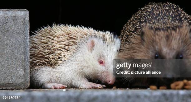 An albino hedgehog with white spikes and red eyes can be seen next to its mother on the ground in a garden in Binzwangen, Germany, 11 September 2017....