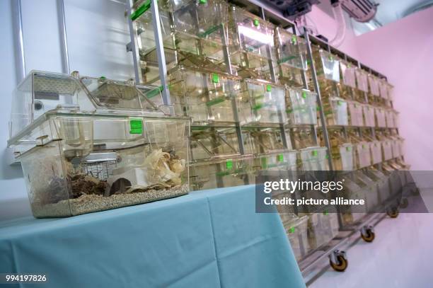 Empty cages for rats can be seen in a laboratory of the research centre for Translational Oncology as central institute of the Technical University...