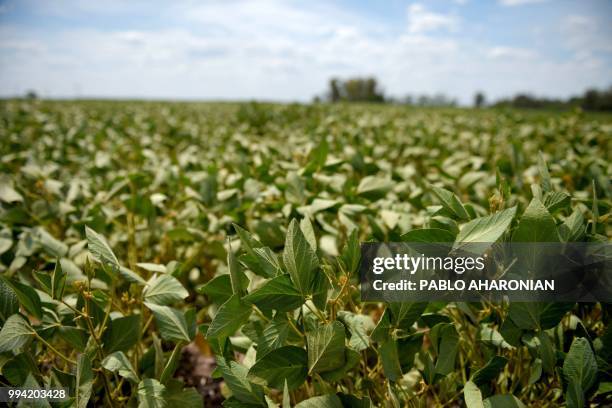 View of a soybean field near Gualeguaychu, Entre Rios province, Argentina, on February 7, 2018. - Soybean fields in Argentina are often fumigated...