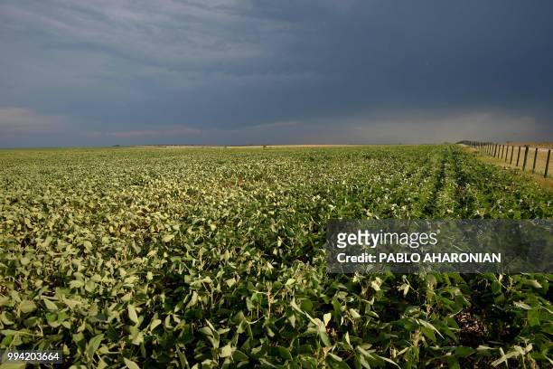 View of a soybean field near Gualeguaychu, Entre Rios province, Argentina, on February 8, 2018. - Soybean fields in Argentina are often fumigated...