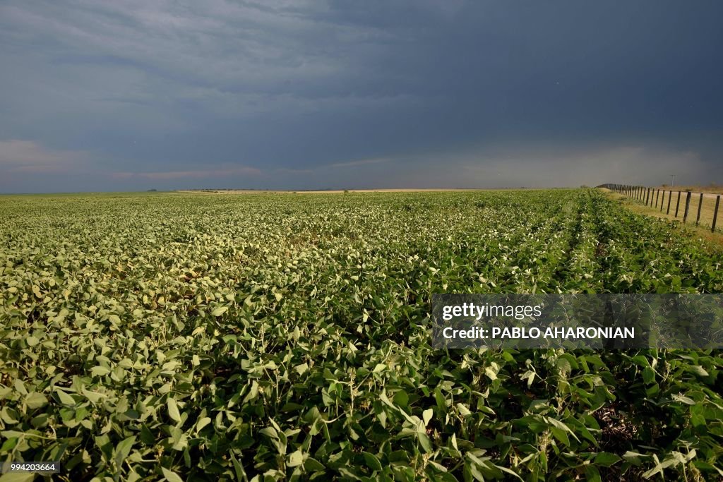 ARGENTINA-AGRICULTURE-GLYPHOSATE