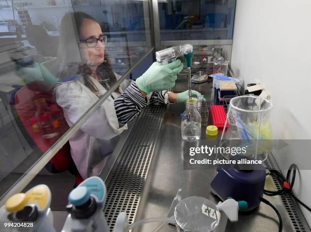 Theresia Stradal, director of the cell research at the Helmholtz centre for infection research works in front of a sterile workbench in a laboratory...