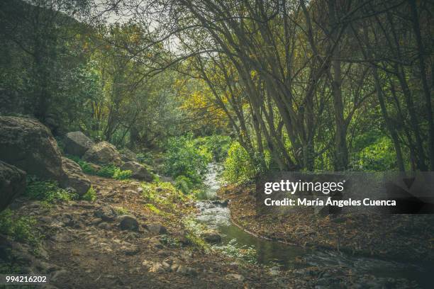 autumn - cuenca stock pictures, royalty-free photos & images