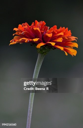 210 Beena Photos and Premium High Res Pictures - Getty Images 210 Beena Photos and Premium High Res Pictures - Getty Images