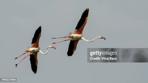 flemingos - lesser flamingo stock pictures, royalty-free photos & images