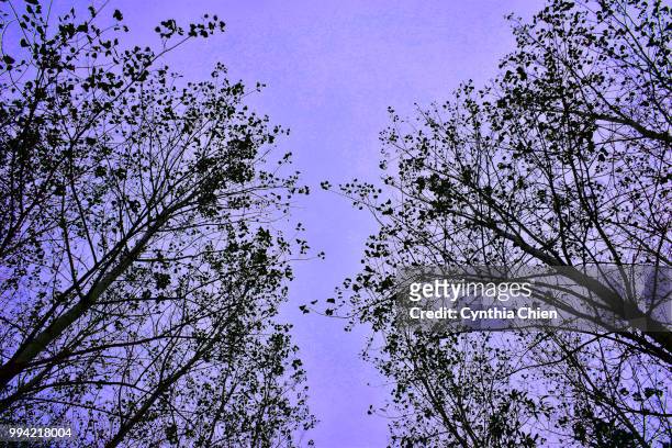 beautiflul tree in the sky - chien imagens e fotografias de stock