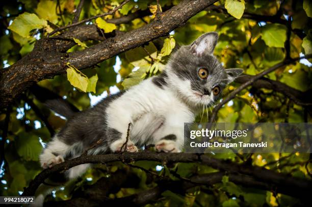 cat climbing a tree - black and white ruffed lemur stock pictures, royalty-free photos & images