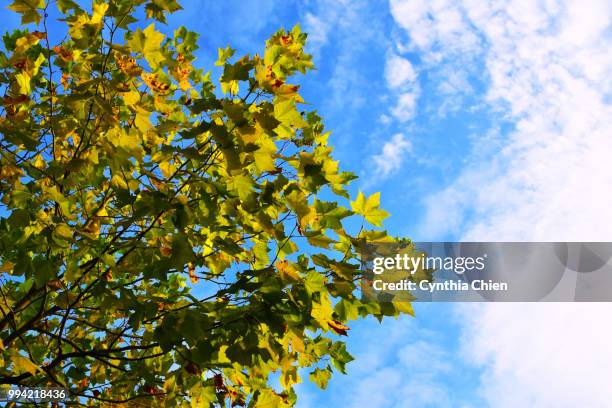 leaves in the sun - chien stockfoto's en -beelden