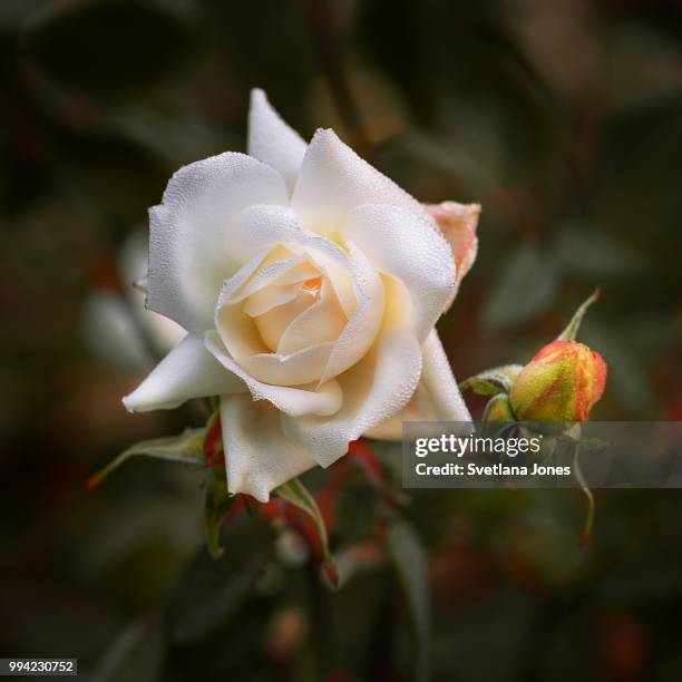 11,193 Rose Jones Stock Photos, High-Res Pictures, and Images - Getty ...