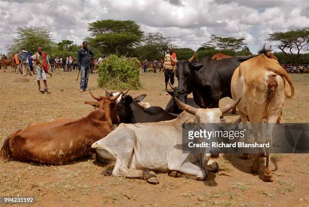 Maasai cattle in Kenya, 2016.
