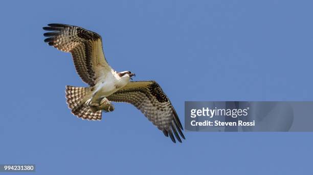 osprey [0464] - osprey stock pictures, royalty-free photos & images