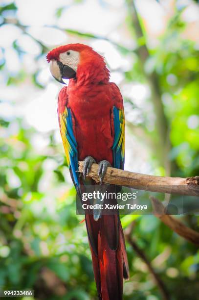 guacamaya - arara de asa verde imagens e fotografias de stock