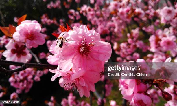 pink flowers - chien imagens e fotografias de stock