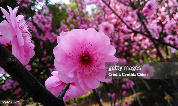 pink flowers - chien imagens e fotografias de stock