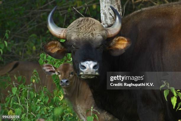 _mg_0008 -gaur - mom and calf - gaur stock pictures, royalty-free photos & images