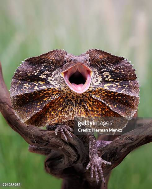 anger - frilled lizard stock pictures, royalty-free photos & images