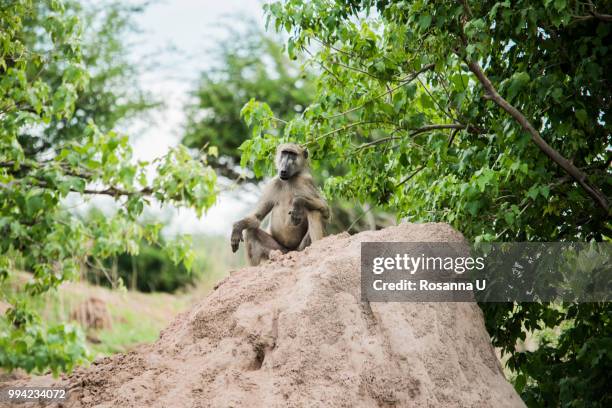 78 Monkey Stack Stock Photos, High-Res Pictures, and Images - Getty Images
