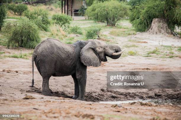 elephant, chobe national park, botswana - chobe national park bildbanksfoton och bilder