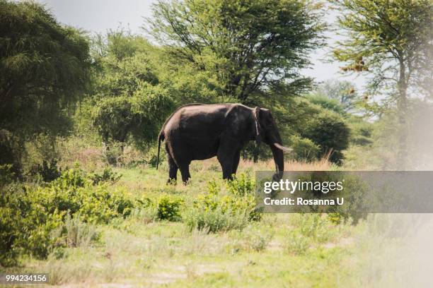 elephant, chobe national park, botswana - chobe nationalpark stock-fotos und bilder