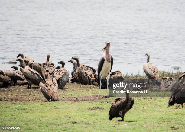flock of birds on rocks by water, chobe national park, botswana - chobe nationalpark stock-fotos und bilder