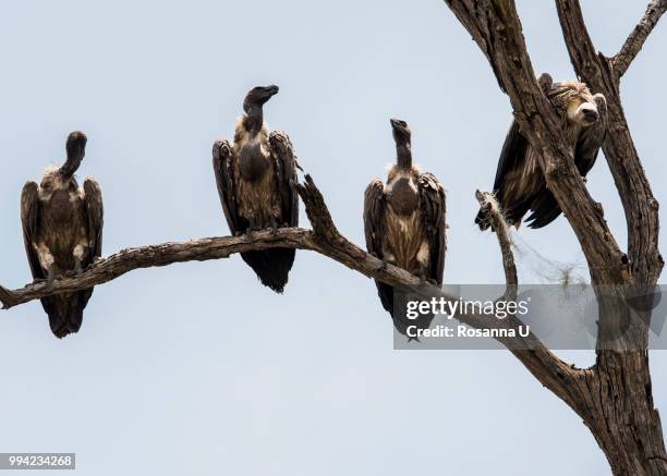 vultures in tree, chobe national park, botswana - chobe nationalpark stock-fotos und bilder