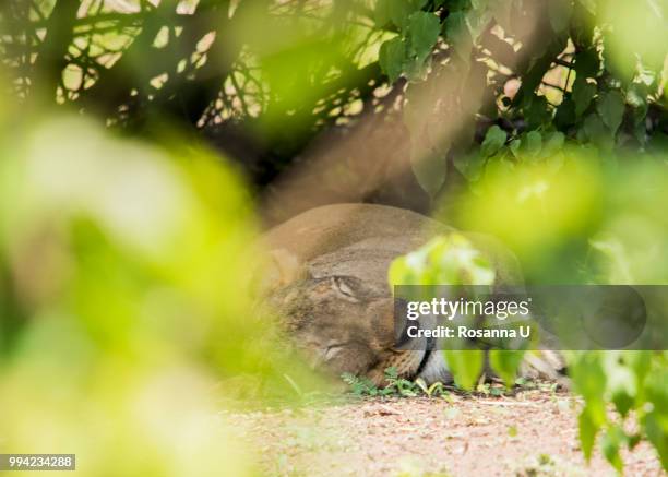 lion resting underneath tree, chobe national park, botswana - chobe nationalpark stock-fotos und bilder