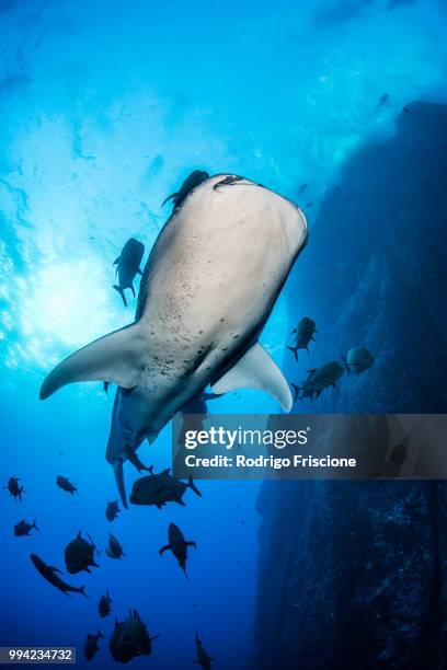 whale shark swimming close to rock pinnacle, colima, mexico - tierisches verdauungssystem stock-fotos und bilder