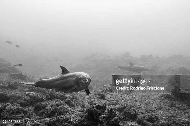 bottlenose dolphins swimming close to rocky bottom, colima, mexico - grace tame stock pictures, royalty-free photos & images
