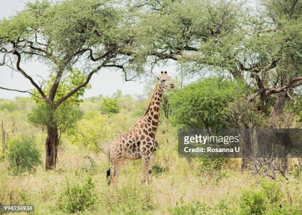 giraffe, chobe national park, botswana - chobe national park bildbanksfoton och bilder