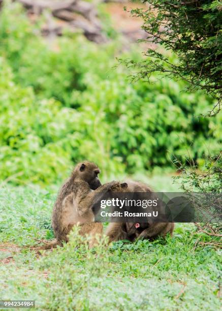 baboons with babies grooming, chobe national park, botswana - chobe national park bildbanksfoton och bilder