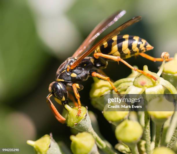european paper wasp, polistes dominula - polistes wasps stock pictures, royalty-free photos & images