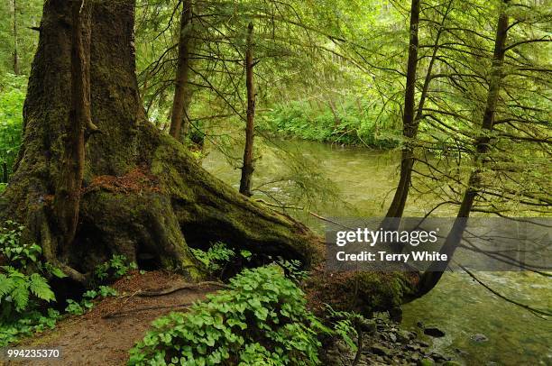 tree roots - terry woods stock pictures, royalty-free photos & images