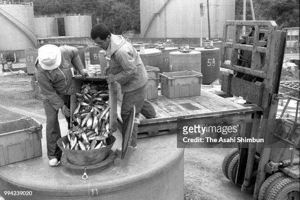 Minamata City officers dispose mercury poisoned fishes into a tank 30 years after mercury poisoning recognised on April 13, 1986 in Minamata,...