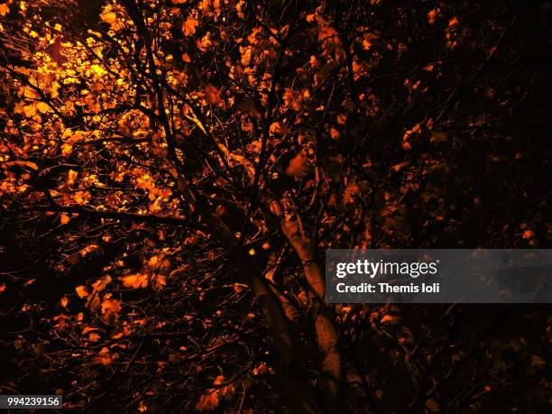 autumn tree under streetlight - themis stock pictures, royalty-free photos & images