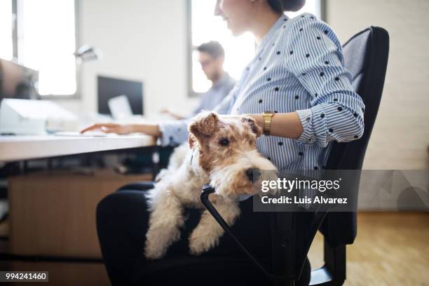 businesswoman stroking dog sitting on lap - spotted dog stock pictures, royalty-free photos & images