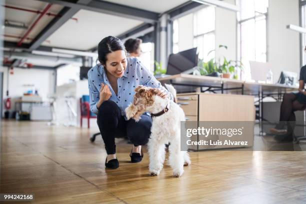 cheerful businesswoman crouching by dog at office - department of interior holds a take your dog to work day stock pictures, royalty-free photos & images