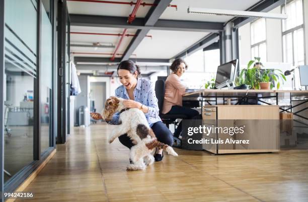 businesswoman playing with dog at creative office - blue shoe stock-fotos und bilder