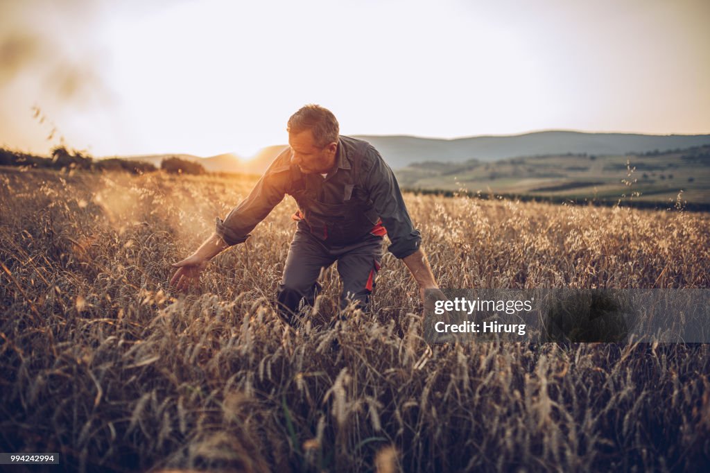 シニアの農場労働者麦作物畑を調べる